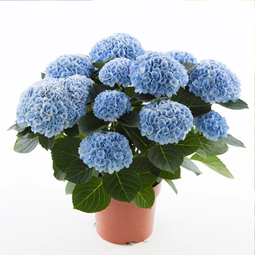 Hydrangea Magical® 'Revolution' Shrub - Image 7