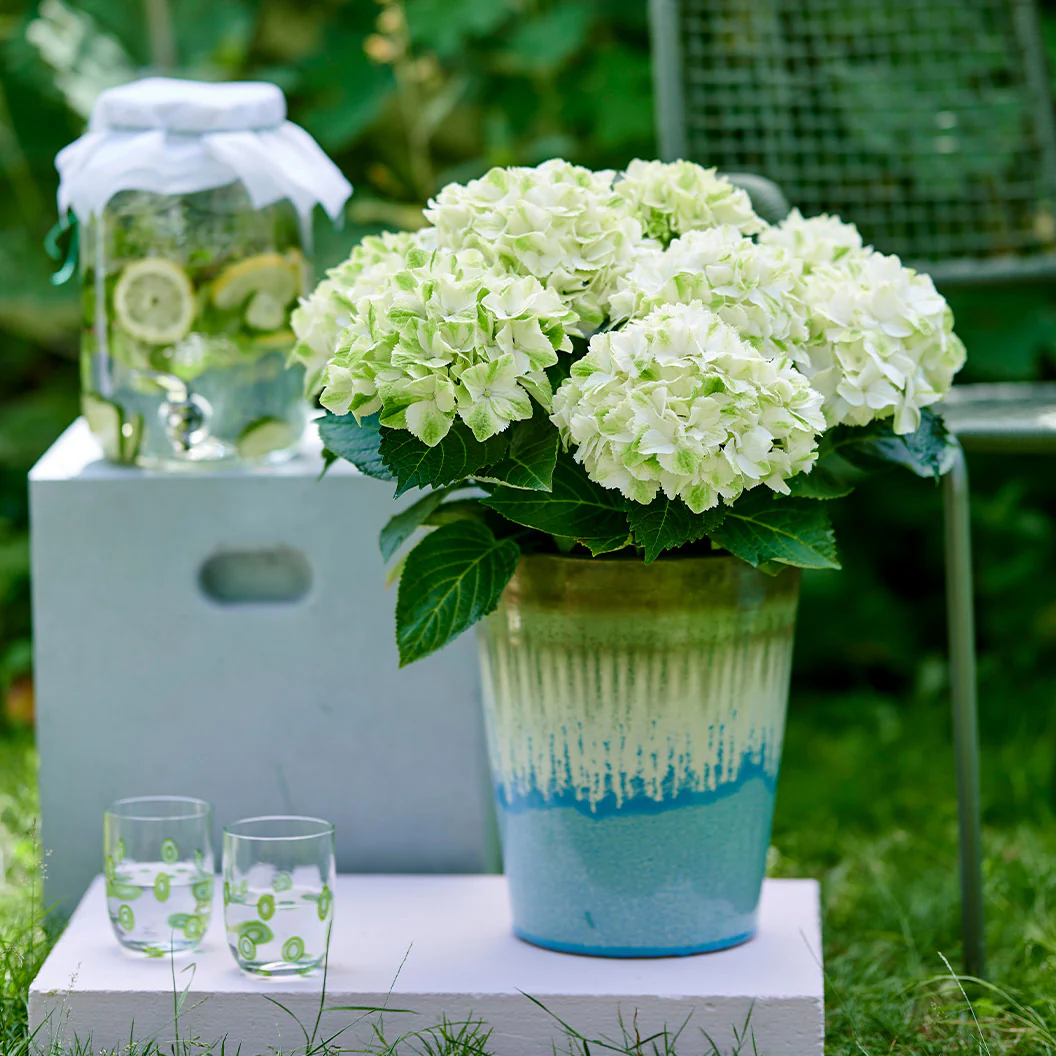 Hydrangea Magical® 'Verdigris' Shrub - Image 2