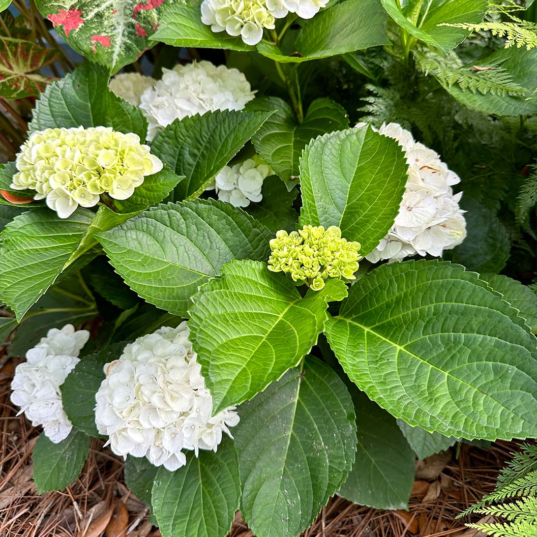 Hydrangea Magical® 'Verdigris' Shrub - Image 3
