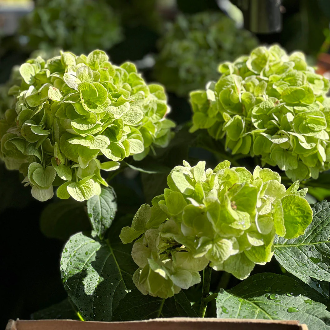 Hydrangea Magical® 'Verdigris' Shrub - Image 4