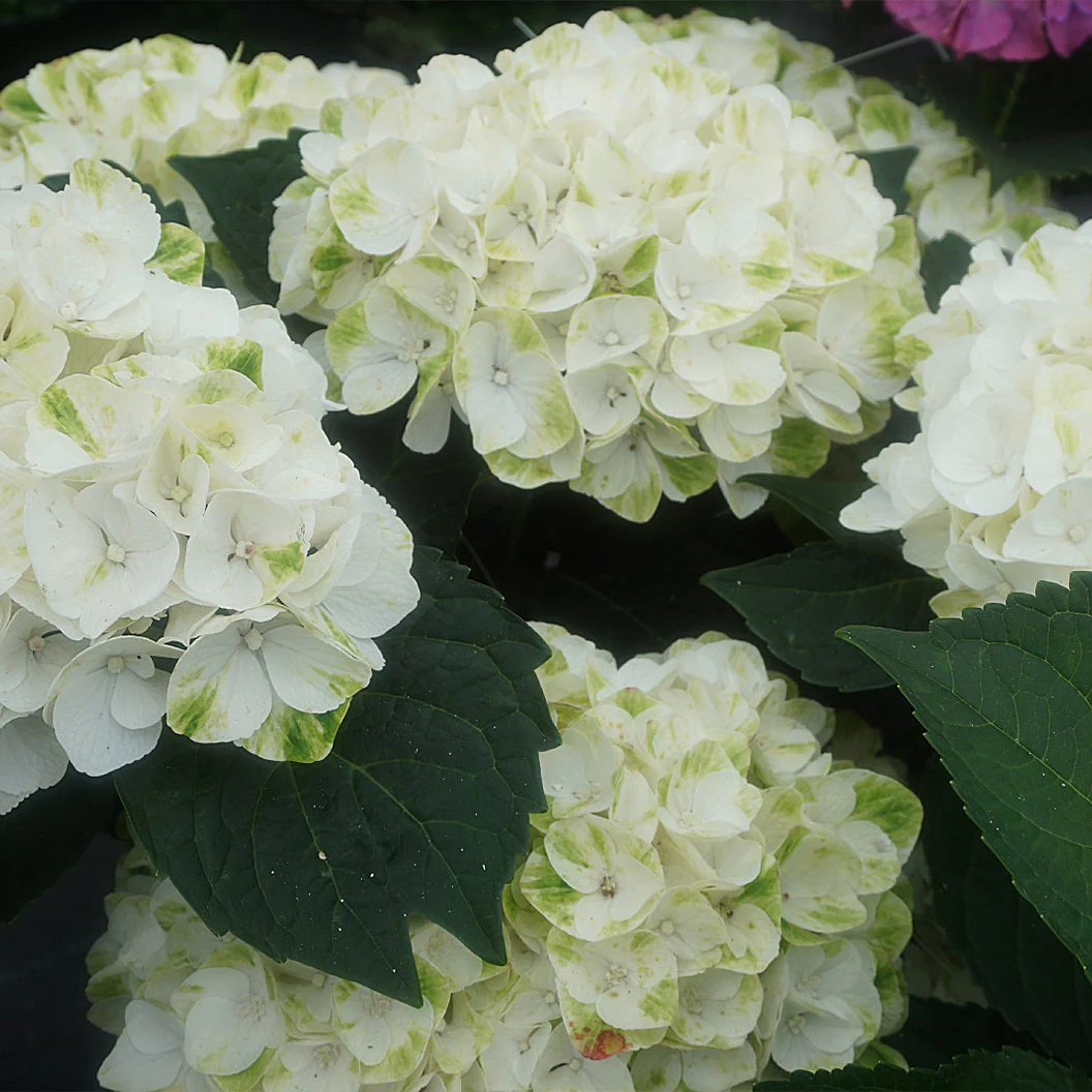 Hydrangea Magical® 'Verdigris' Shrub - Image 5