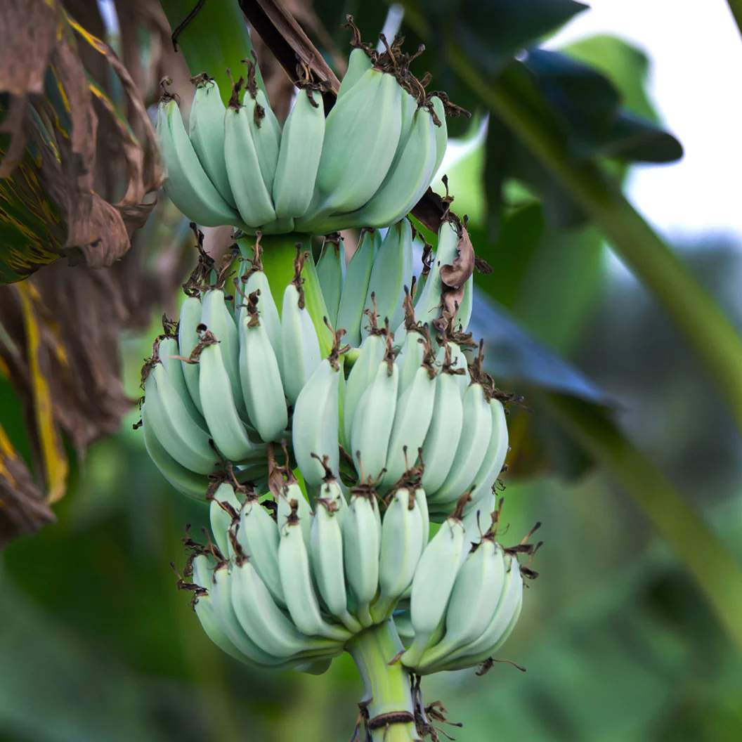 Ice Cream Banana Tree - Image 3