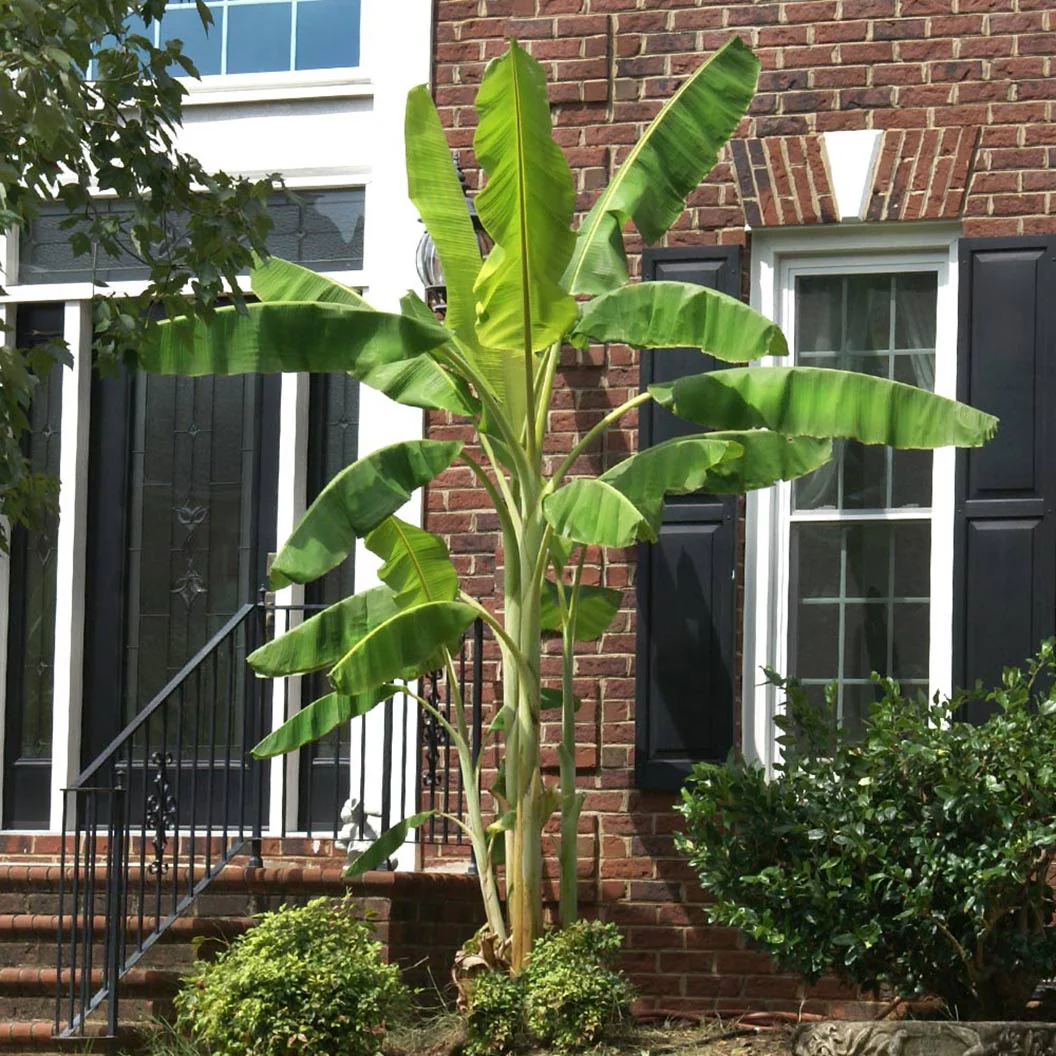 Ice Cream Banana Tree - Image 4