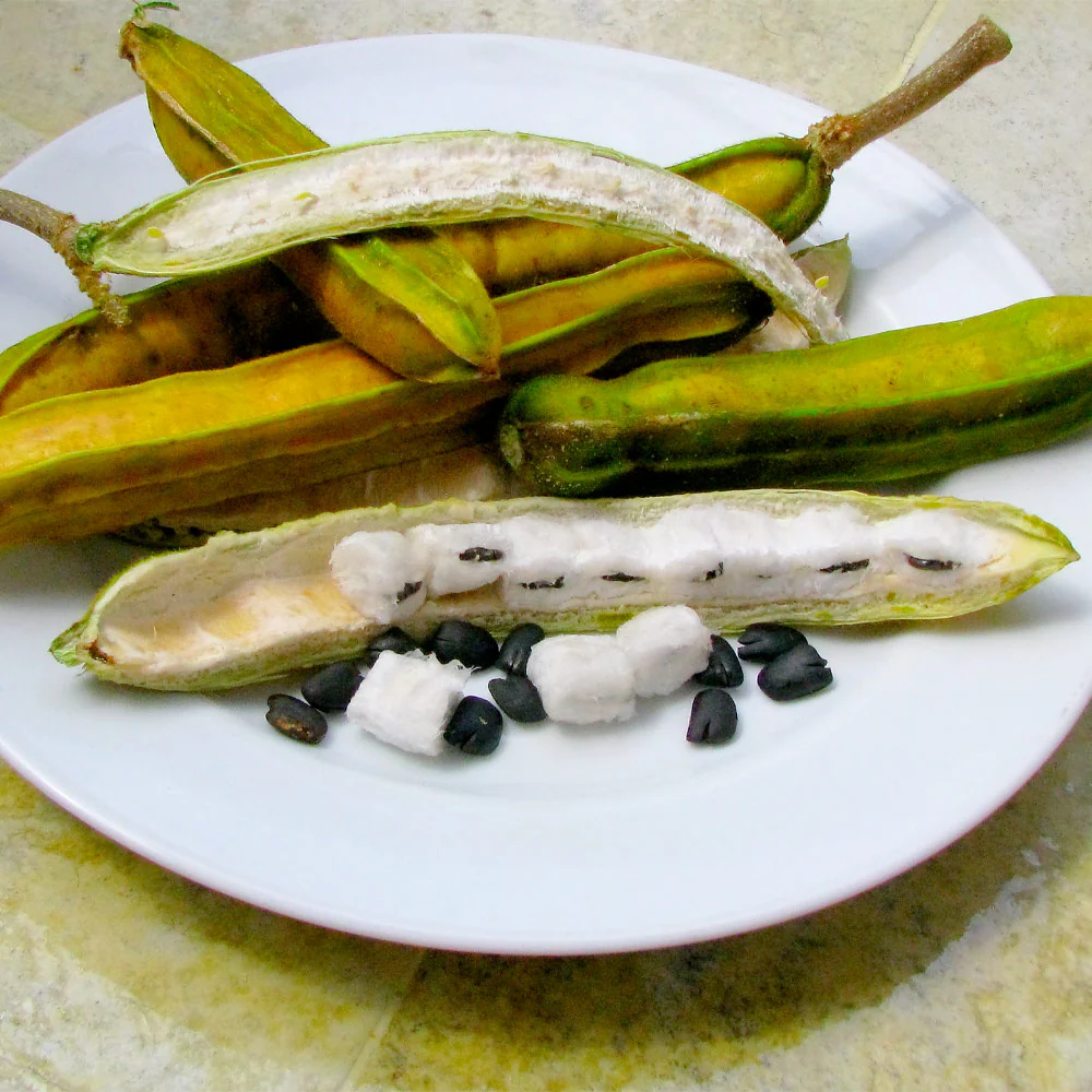 Ice Cream Bean Tree - Image 3