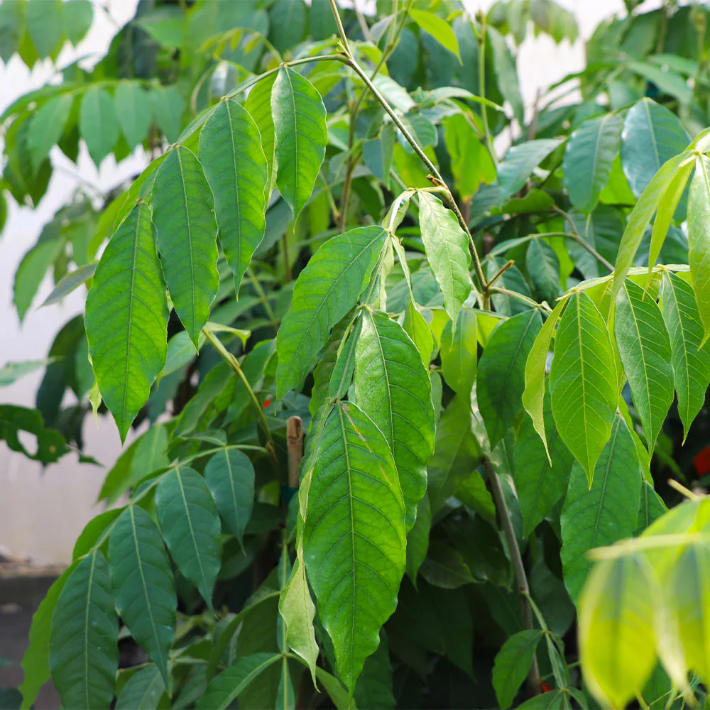 Ice Cream Bean Tree - Image 4