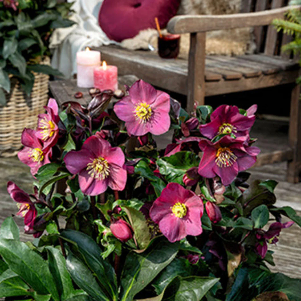 Ice N' Roses 'Early Red' Lenten Rose - Image 2