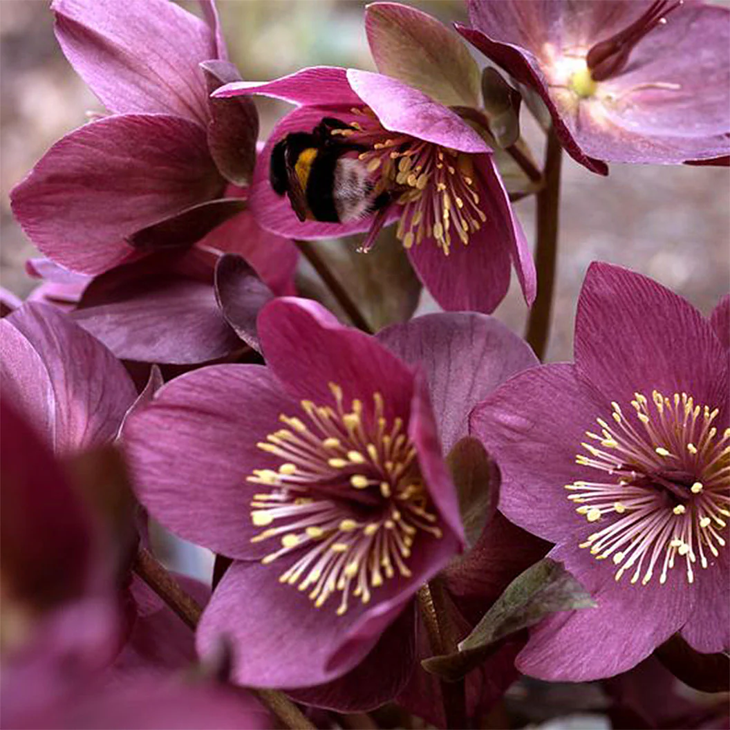 Ice N' Roses 'Early Red' Lenten Rose - Image 3