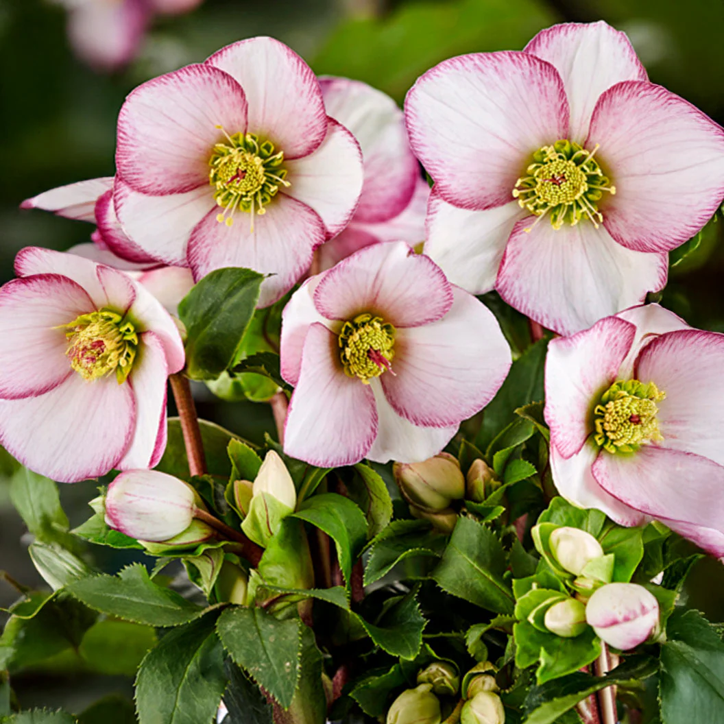 Ice n Roses® Picotee Helleborus - Image 2