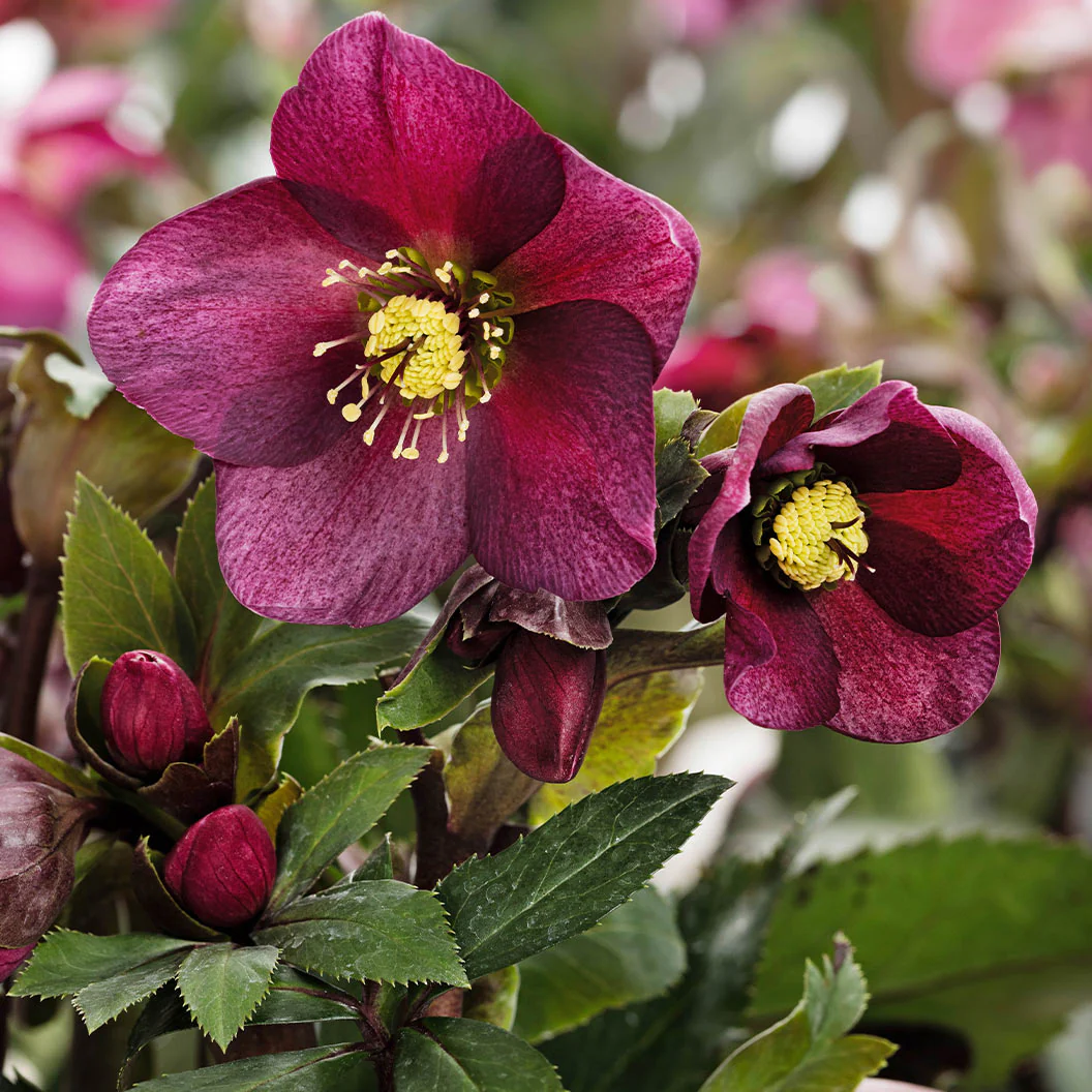 Ice N’ Roses® Red Hellebore - Image 2
