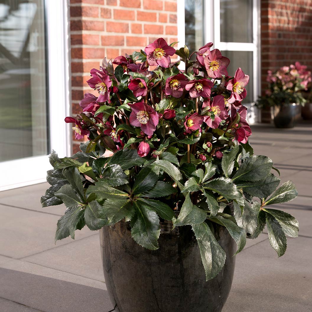 Ice N’ Roses® Red Hellebore - Image 3