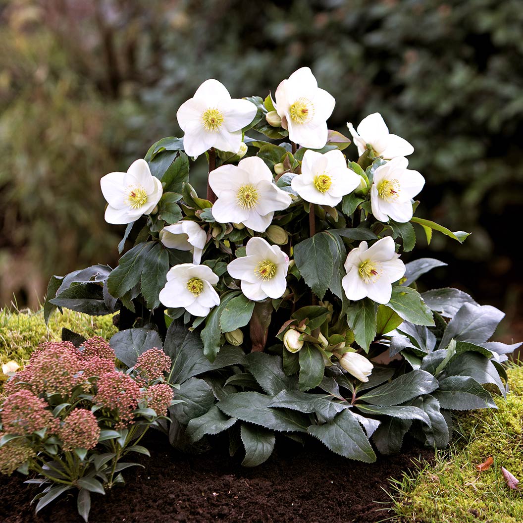 Ice N’ Roses® White Hellebore - Image 2