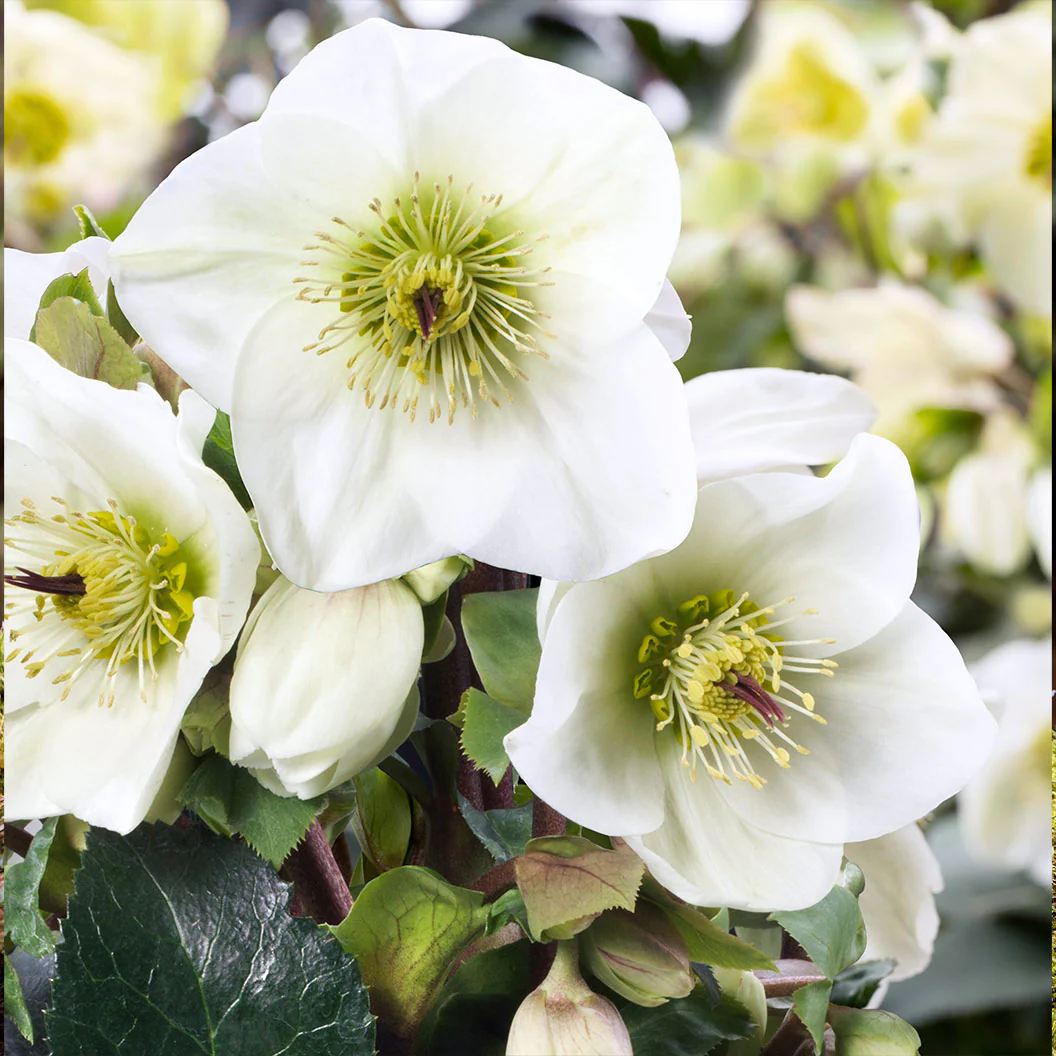 Ice N’ Roses® White Hellebore - Image 3