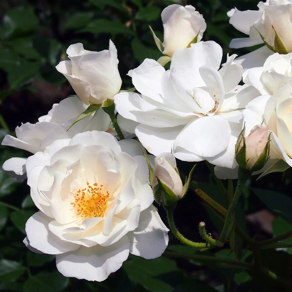 Iceberg Rose Bush - Image 2