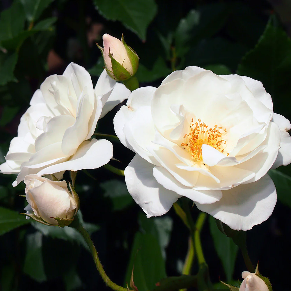 Iceberg Rose Bush - Image 3