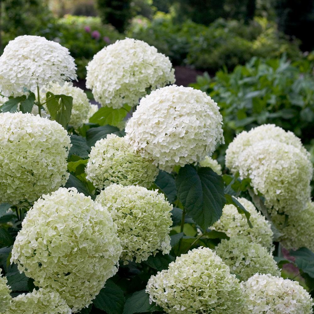 Proven Winners® Incrediball® Hydrangea Shrub - Image 2