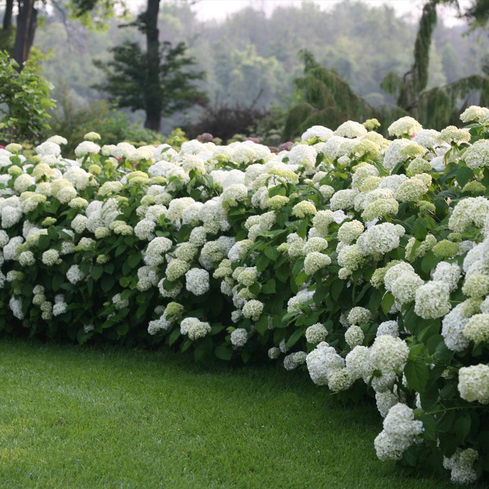 Proven Winners® Incrediball® Hydrangea Shrub - Image 3