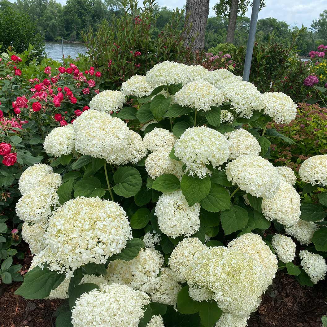 Proven Winners® Incrediball® Storm Proof™ Hydrangea - Image 2