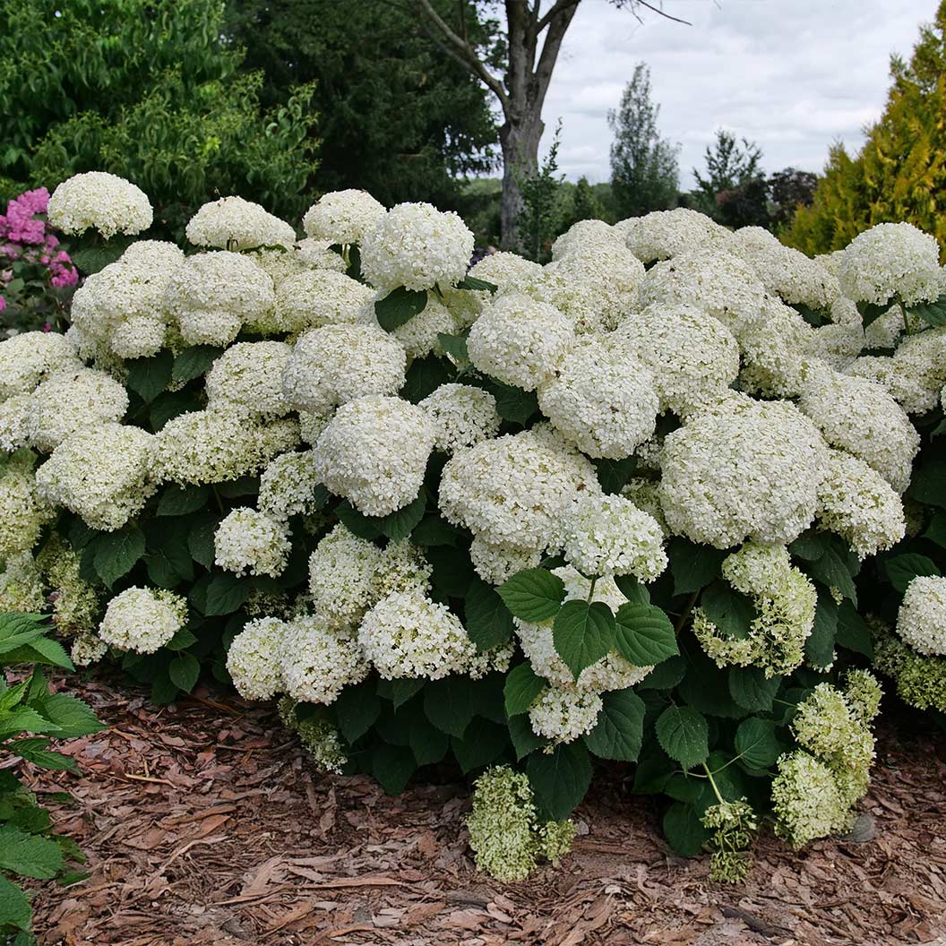 Proven Winners® Incrediball® Storm Proof™ Hydrangea - Image 3