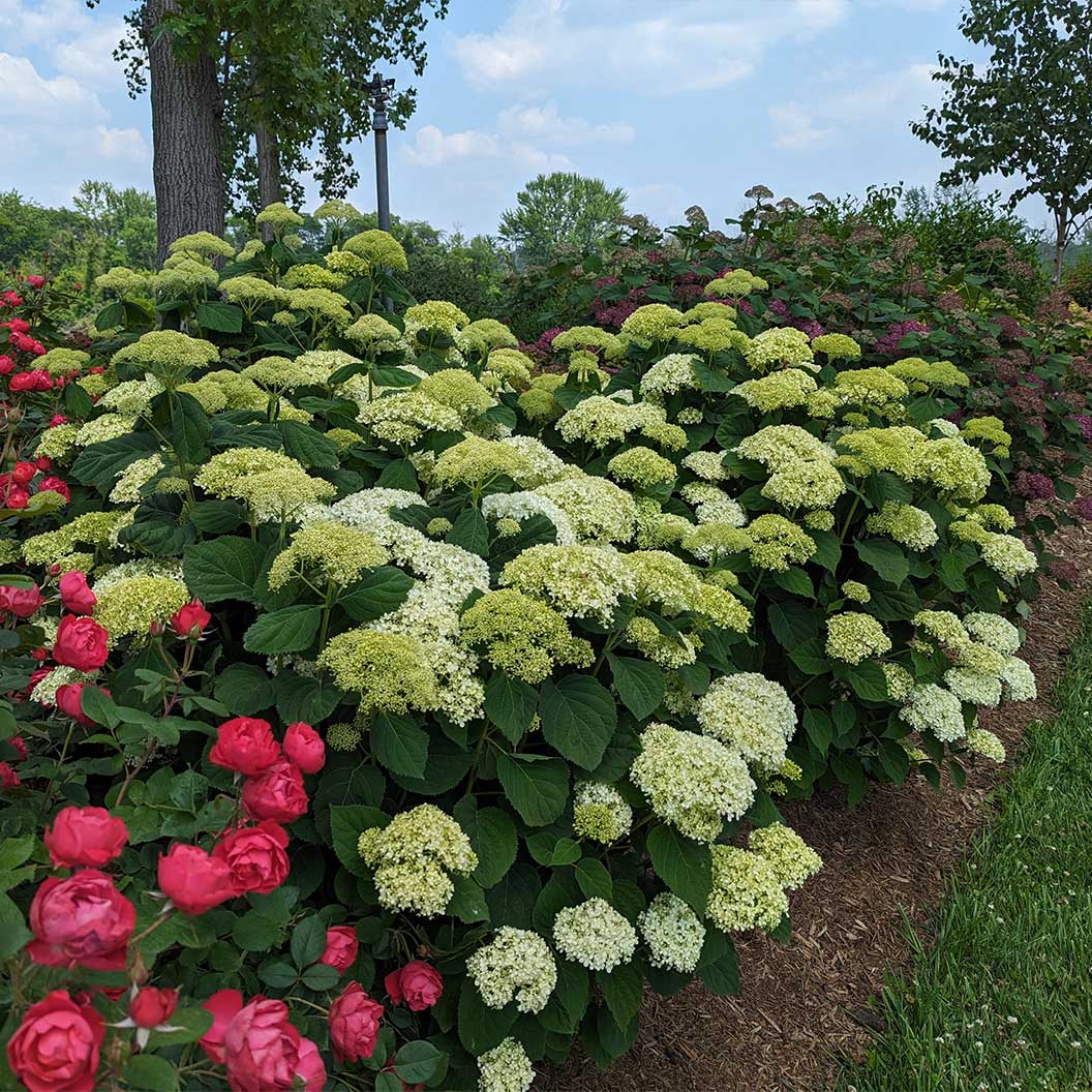 Proven Winners® Incrediball® Storm Proof™ Hydrangea - Image 4