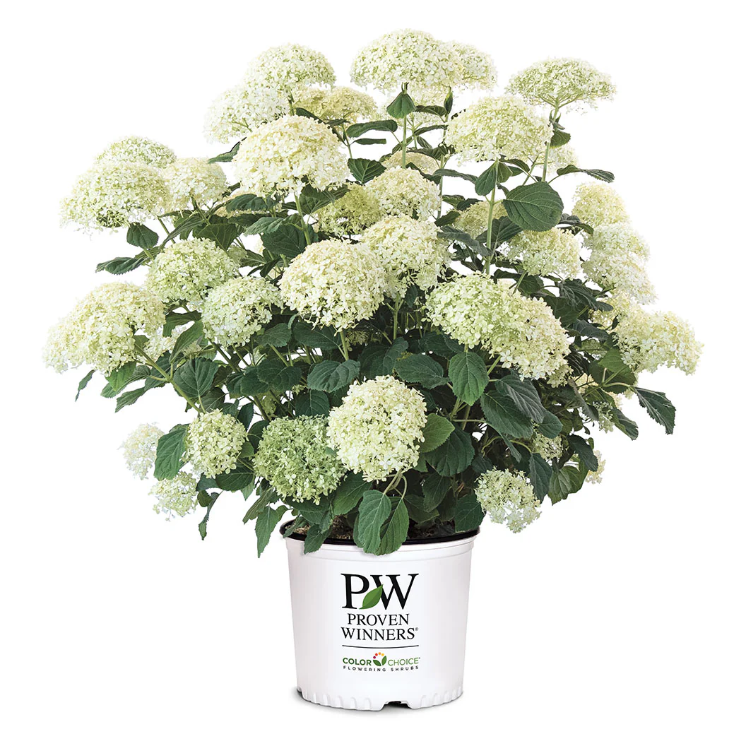 Proven Winners® Incrediball® Storm Proof™ Hydrangea - Image 5