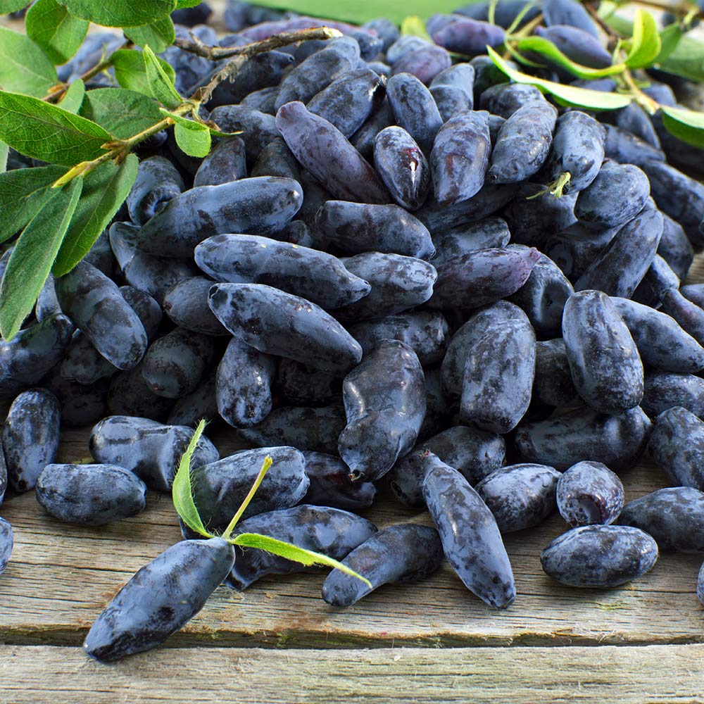 Indigo Gem Haskap (Honeyberry) Bush - Image 3