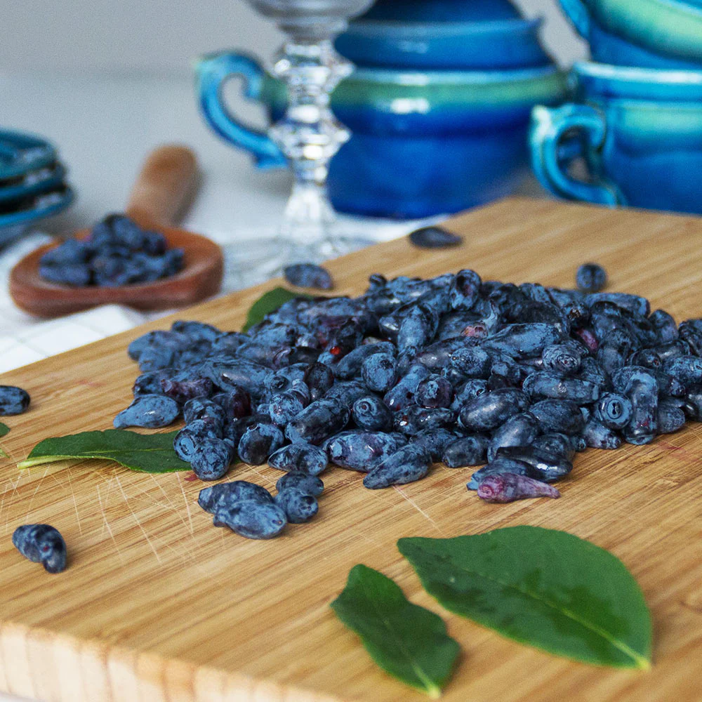 Indigo Treat Haskap (Honeyberry) Bush - Image 3