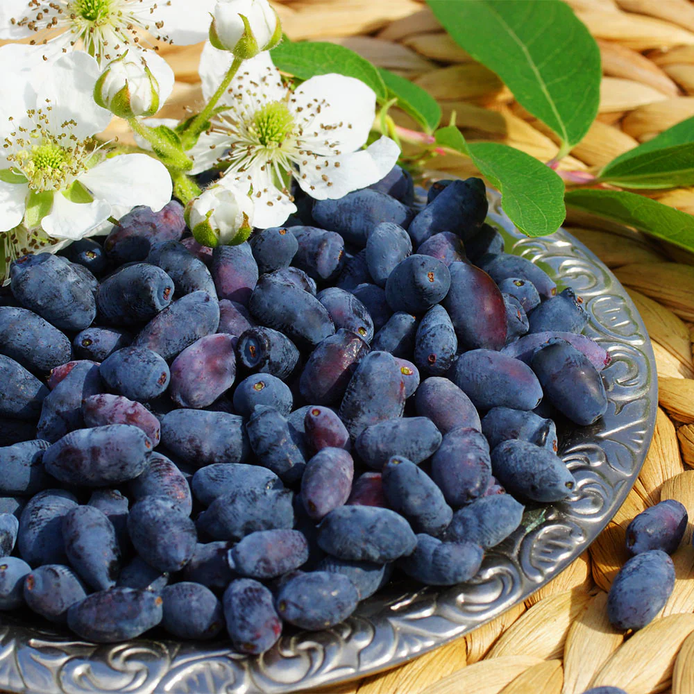 Indigo Treat Haskap (Honeyberry) Bush - Image 4