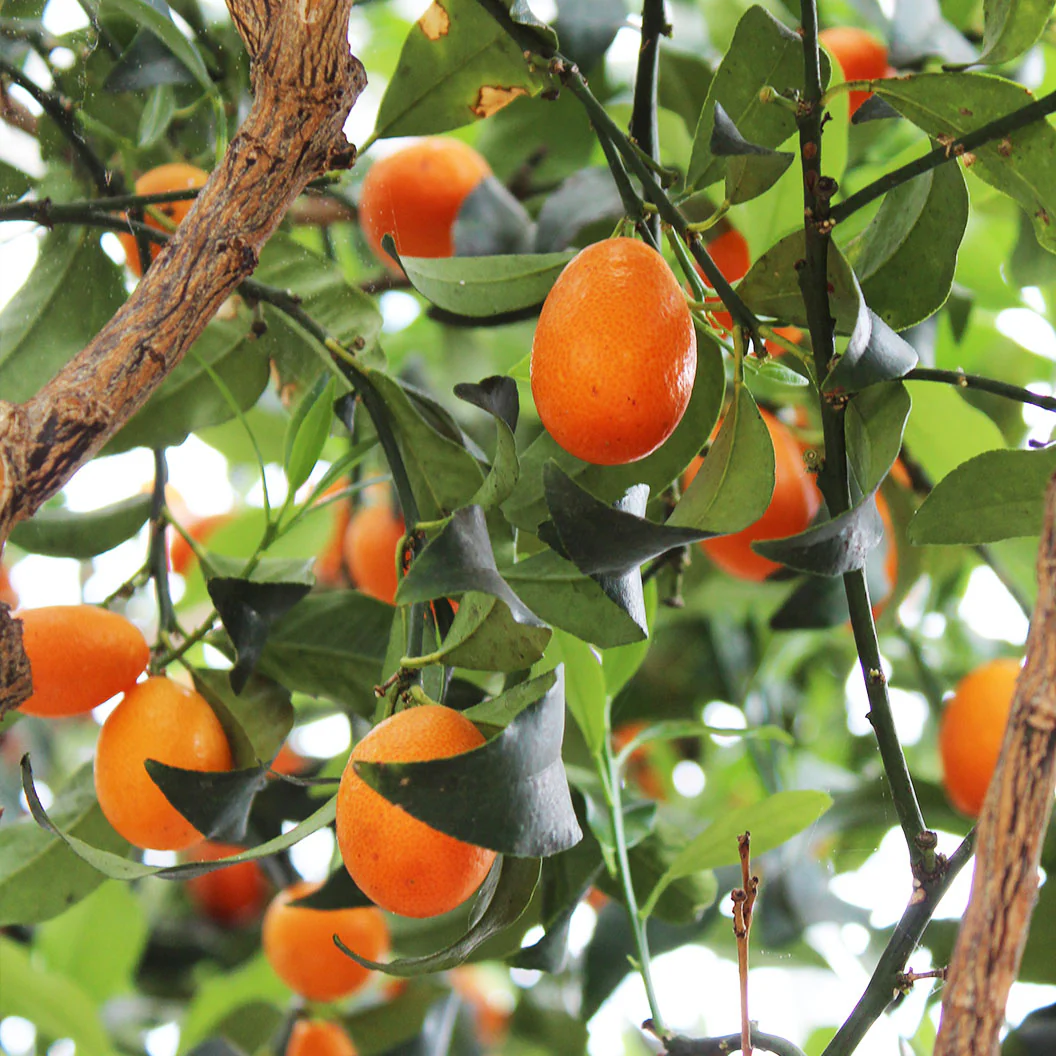 Indio Mandarinquat Tree - Image 2
