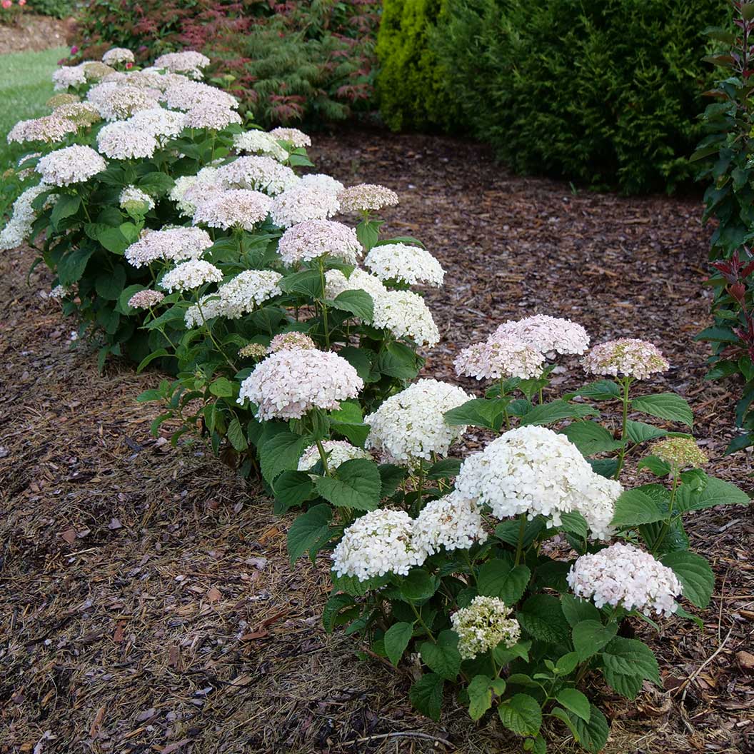Proven Winners® Invincibelle Wee White® Hydrangea - Image 2