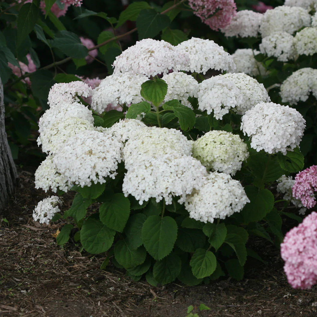 Proven Winners® Invincibelle Wee White® Hydrangea - Image 3