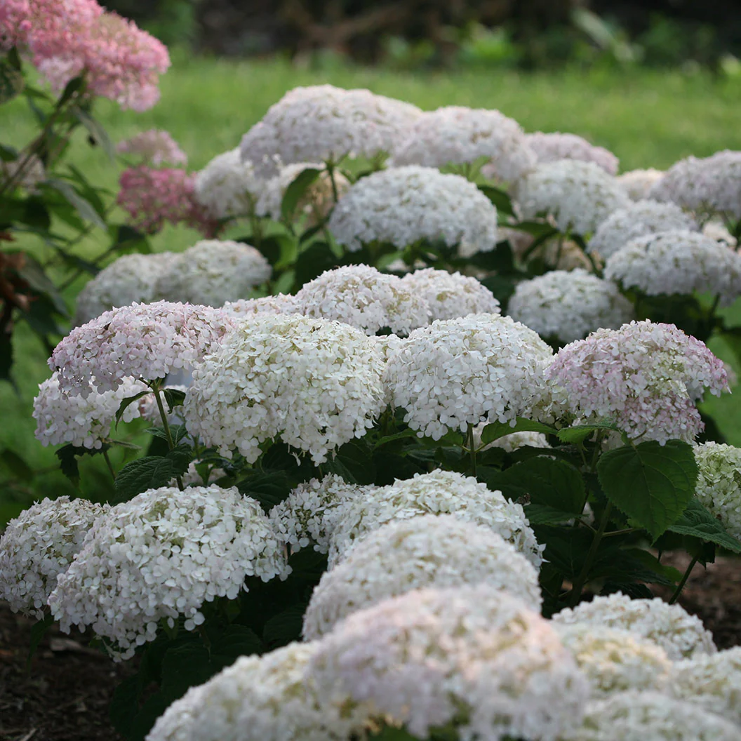 Proven Winners® Invincibelle Wee White® Hydrangea - Image 4