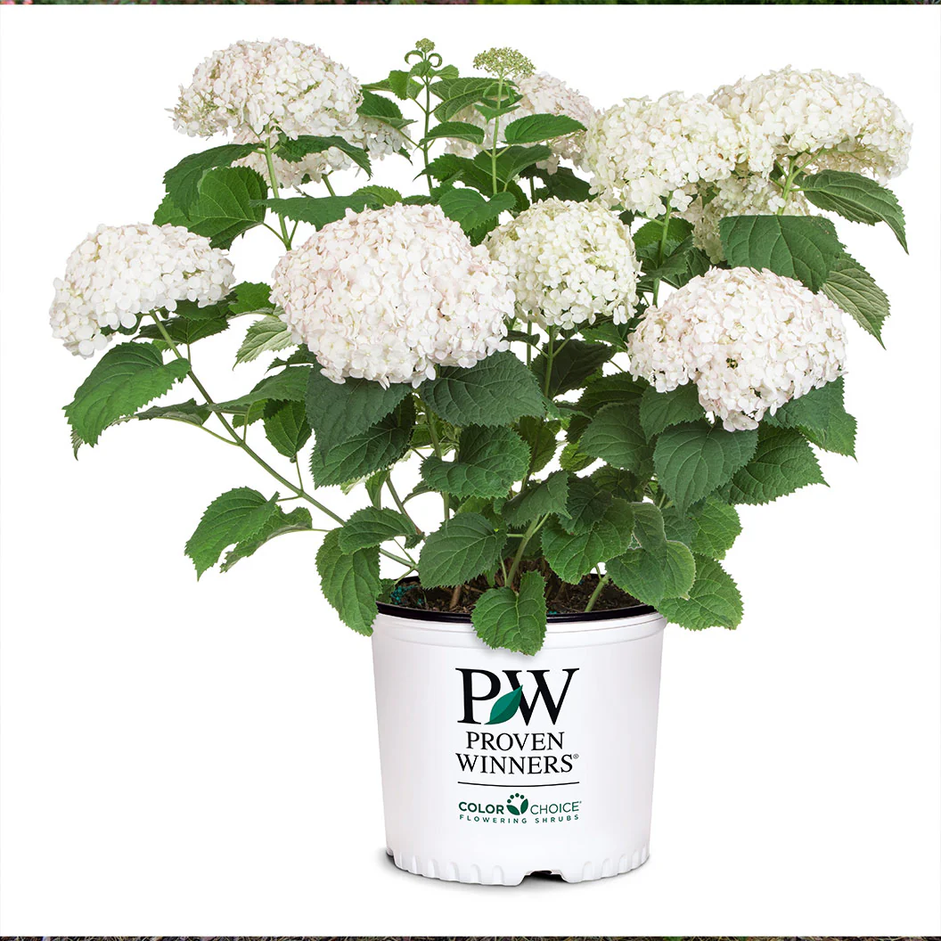 Proven Winners® Invincibelle Wee White® Hydrangea - Image 5