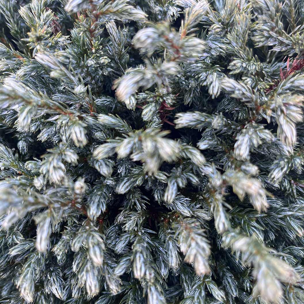 Iseli® Blue Moon Sawara Cypress Shrub - Image 3