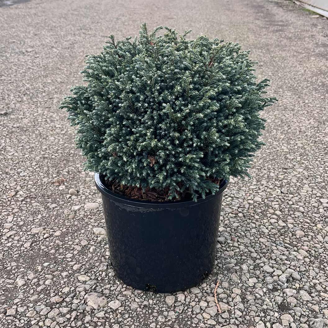 Iseli® Blue Moon Sawara Cypress Shrub - Image 4