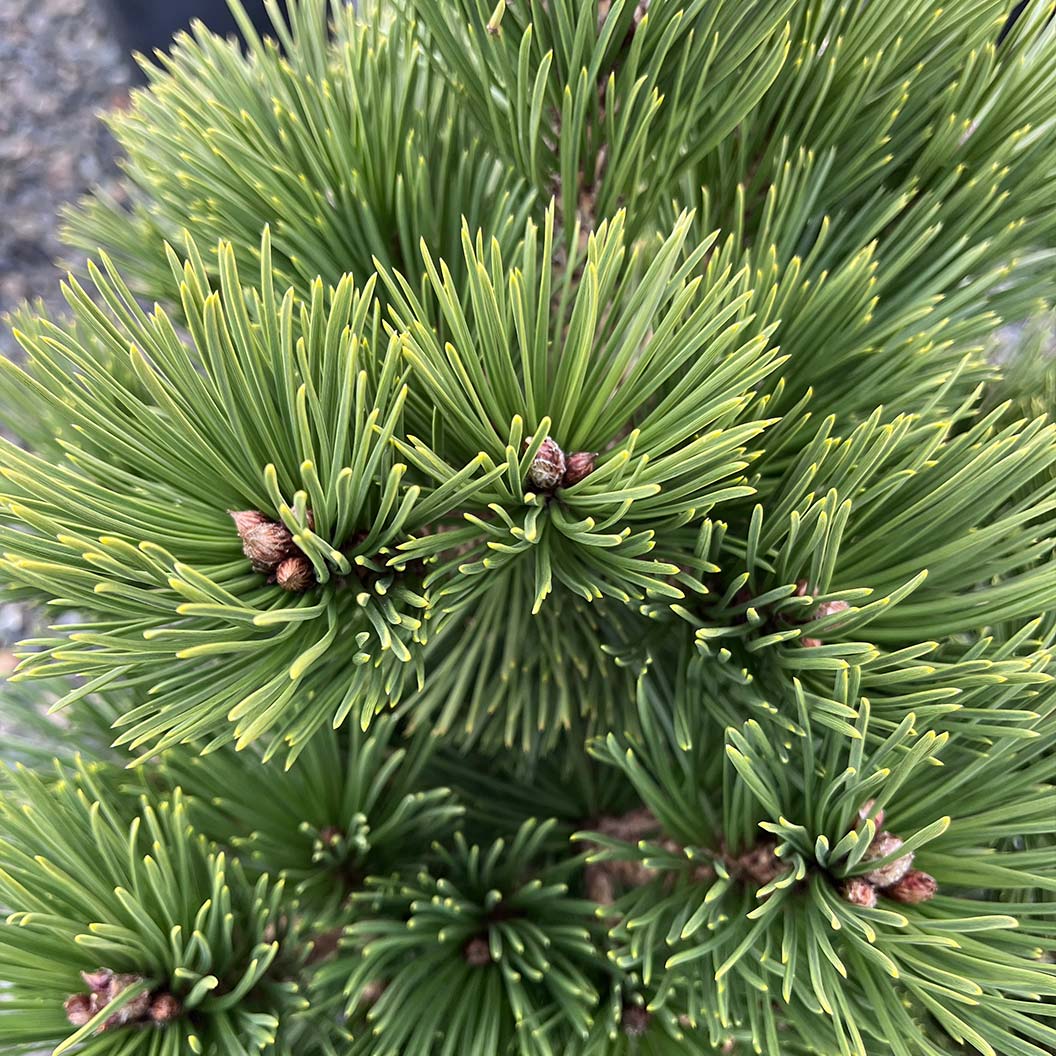 Iseli® Irish Bell Bosnian Pine Tree - Image 3