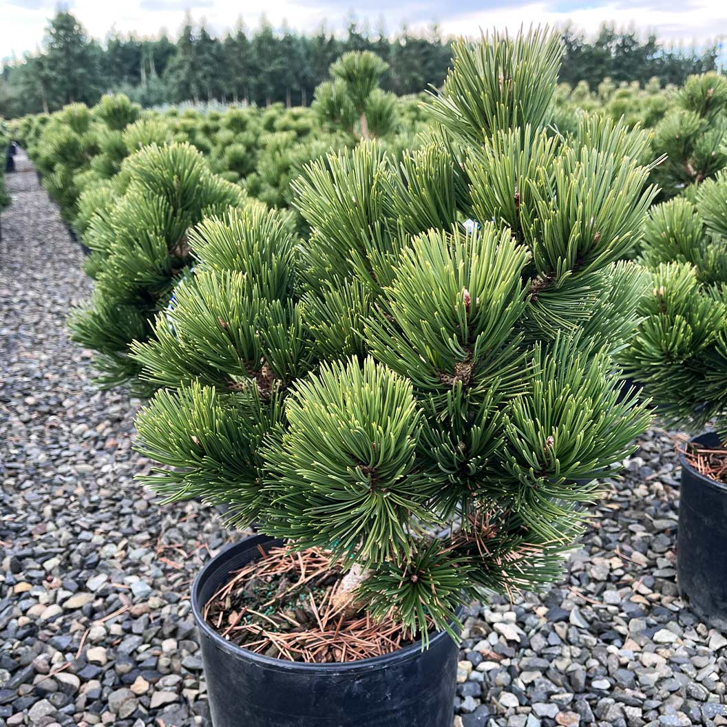 Iseli® Irish Bell Bosnian Pine Tree - Image 4