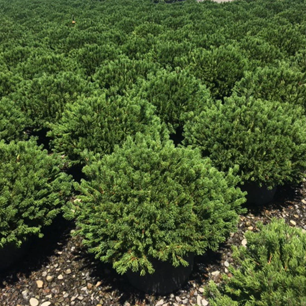 Iseli® Slowmound Mugo Pine Shrub - Image 3