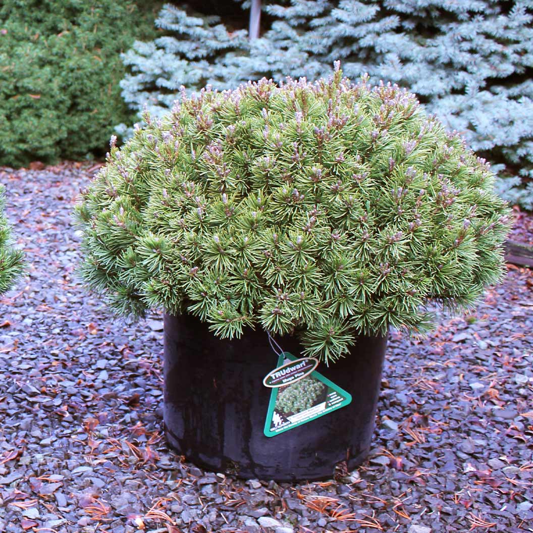 Iseli® Slowmound Mugo Pine Shrub - Image 4