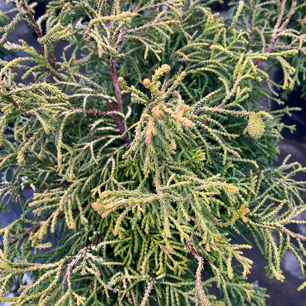 Iseli® Sunny Swirl Hinoki Cypress Tree - Image 3