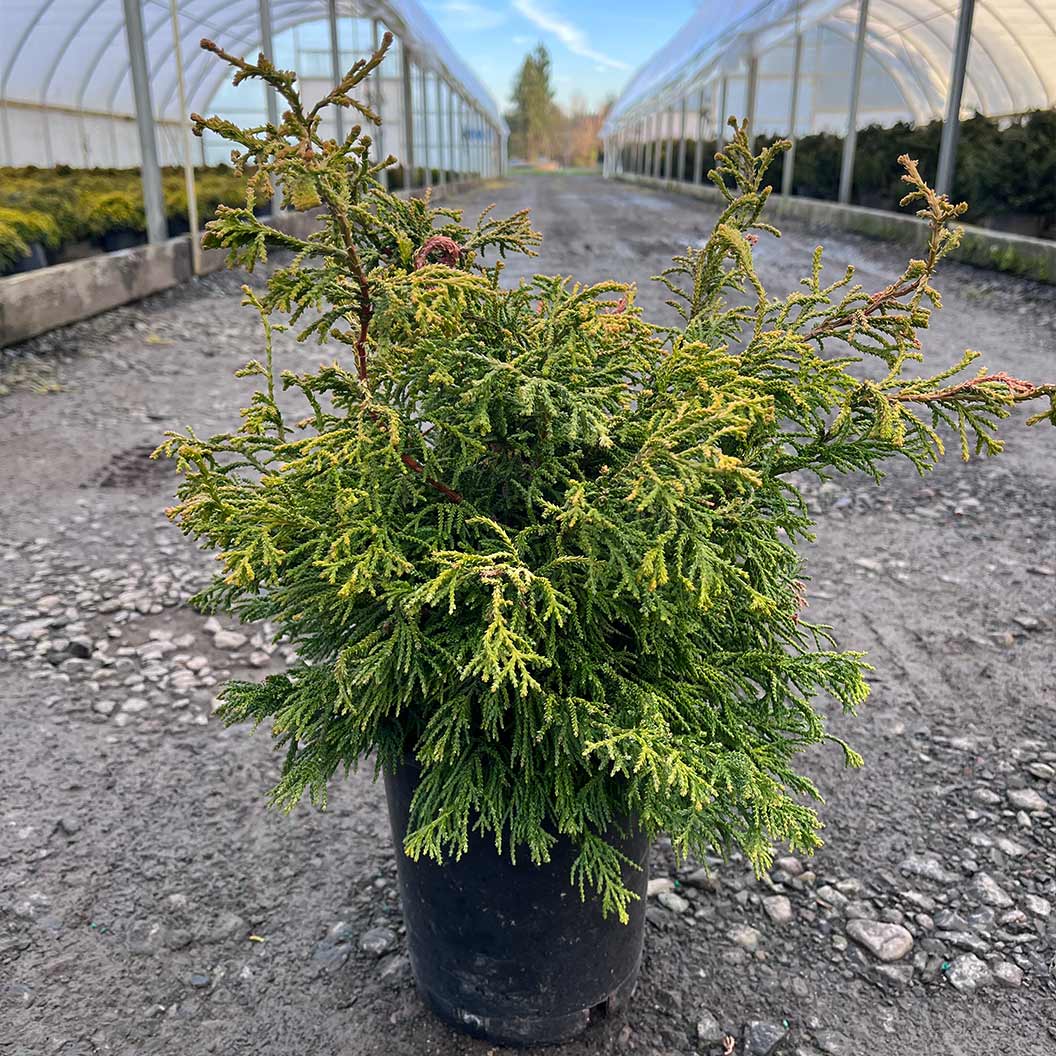 Iseli® Sunny Swirl Hinoki Cypress Tree - Image 4