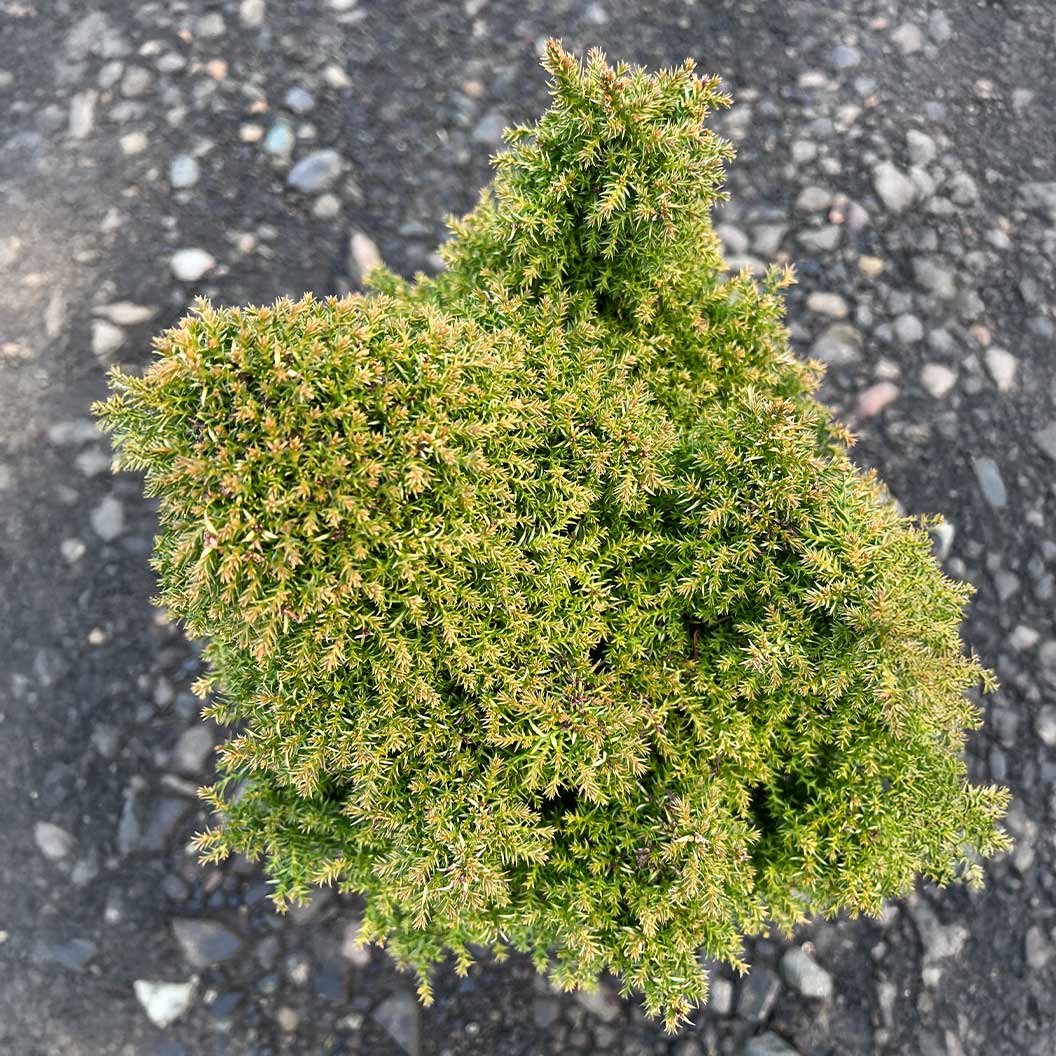 Iseli® Twinkle Toes Japanese Cedar Shrub - Image 3