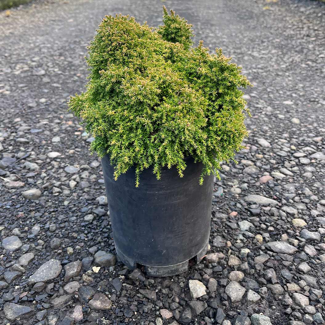 Iseli® Twinkle Toes Japanese Cedar Shrub - Image 4