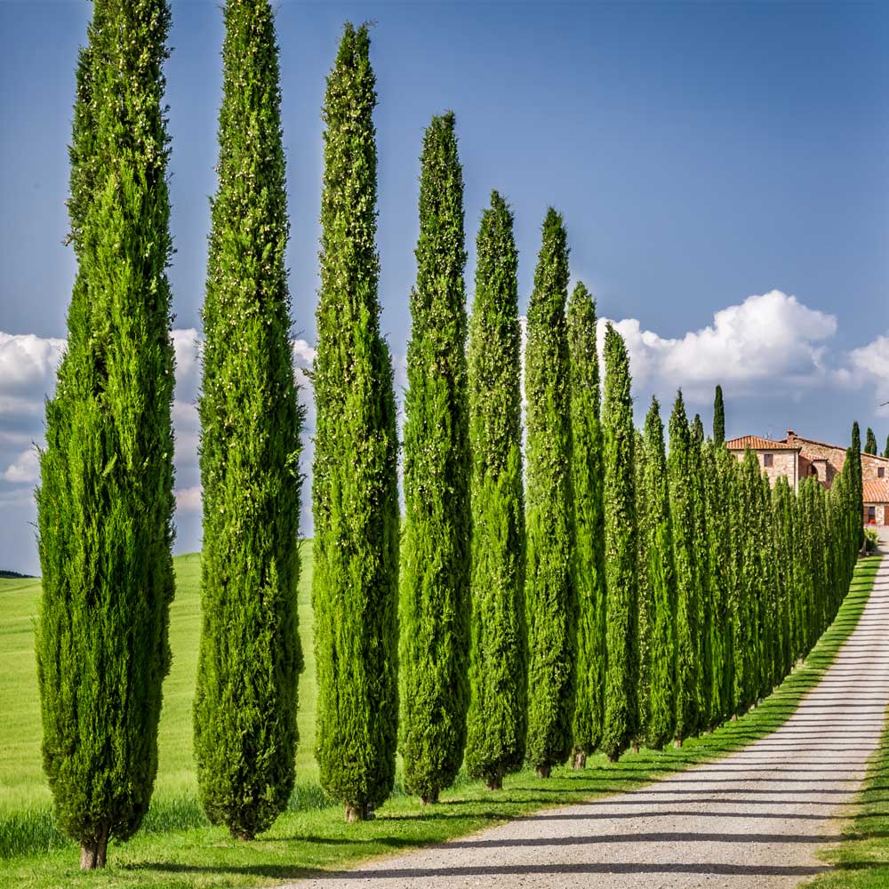 Italian Cypress Tree Arizona - Image 3
