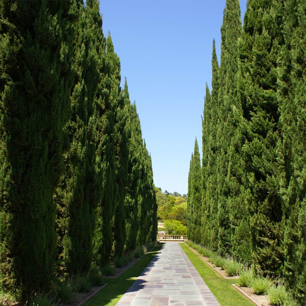 Italian Cypress Tree Arizona - Image 4