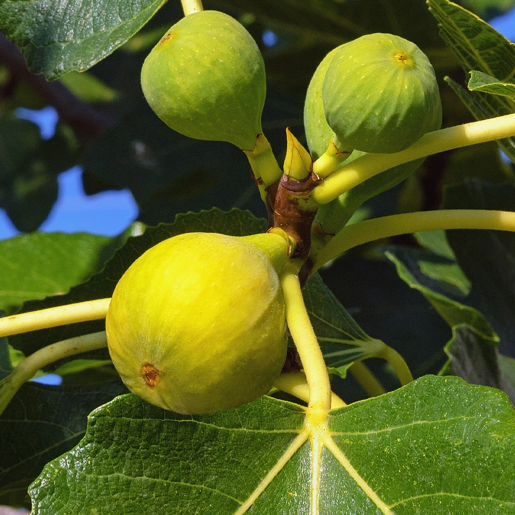 Italian Honey Fig Tree - Image 2