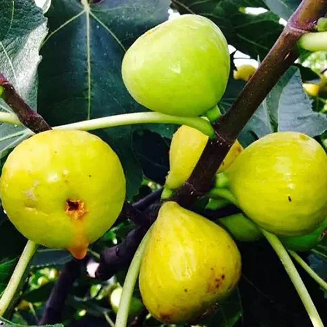 Italian Honey Fig Tree - Image 3