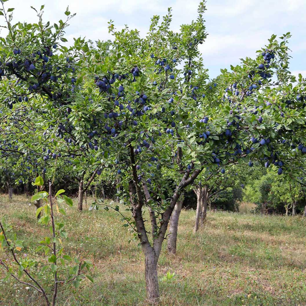 Italian Plum Tree - Image 3