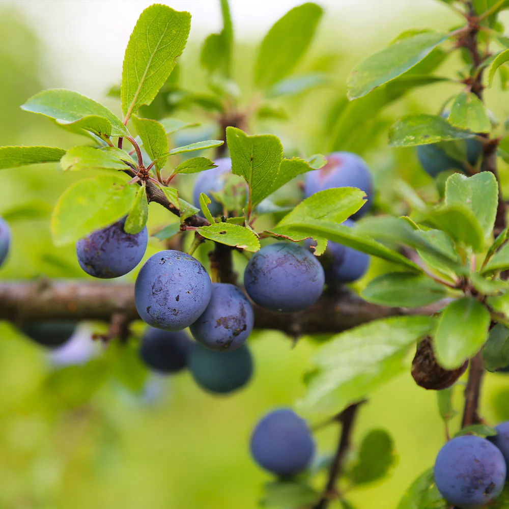 Italian Plum Tree - Image 4