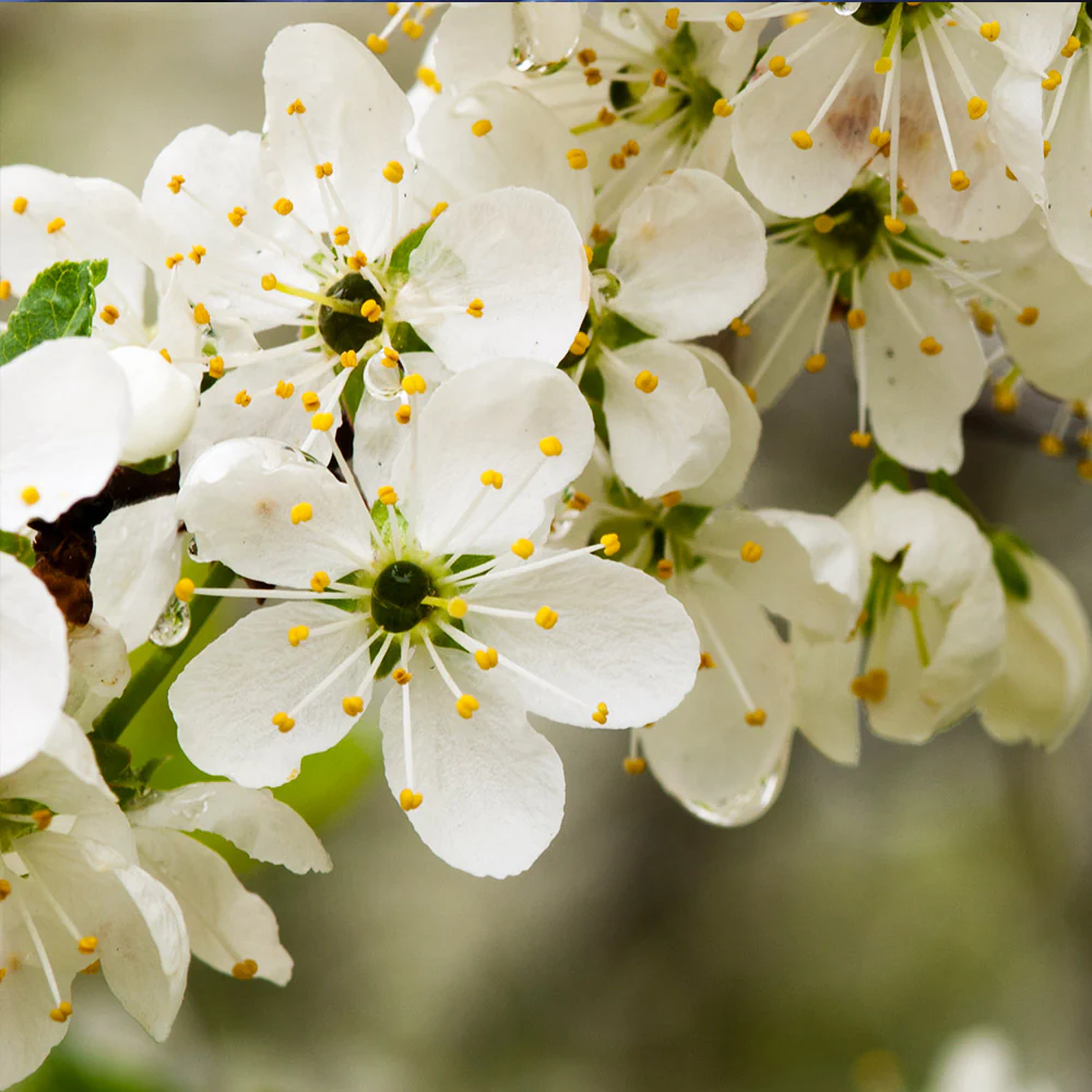 Italian Plum Tree - Image 7