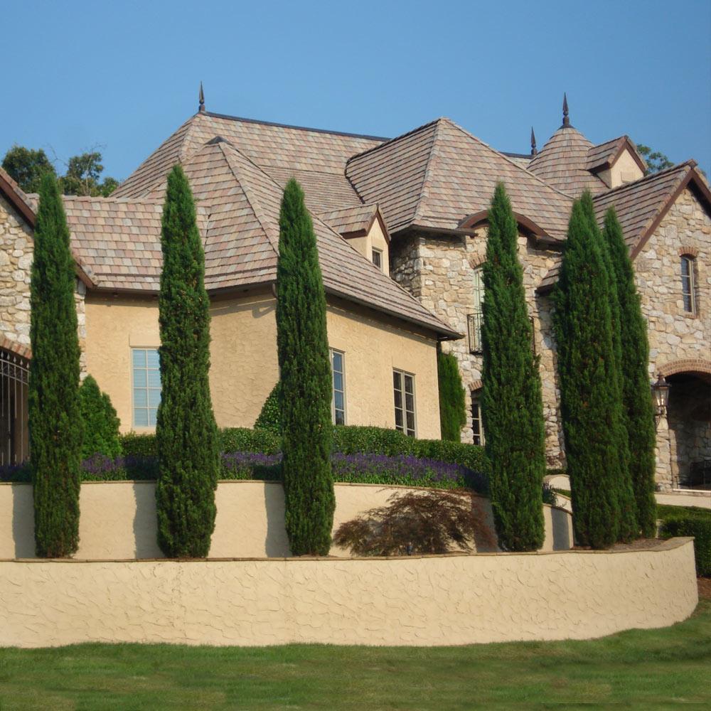 Italian Cypress Tree - Image 5